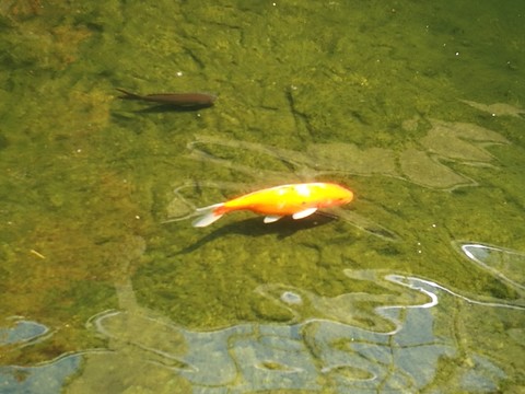 黃魚