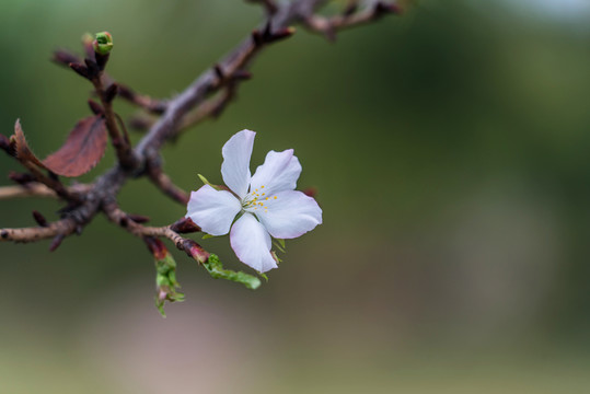 櫻花