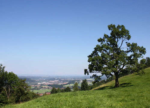 山
