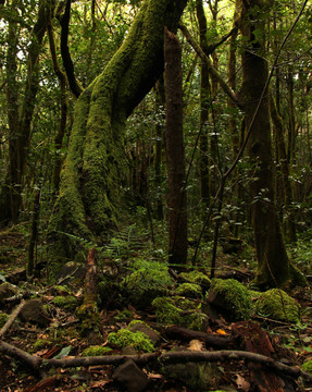el cedro vii