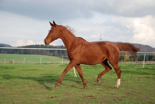 馬