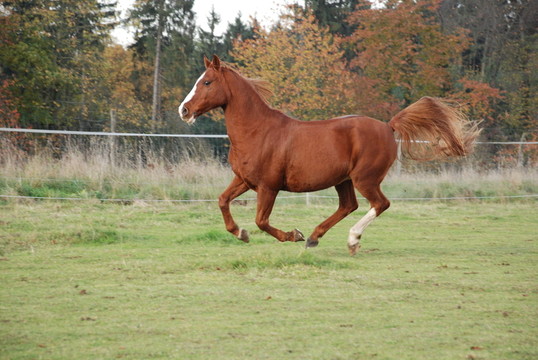 運動