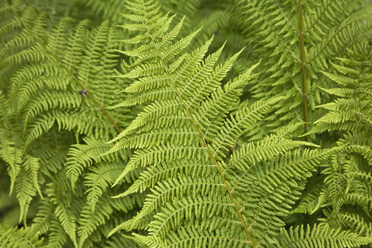 羊齒植物