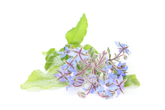 草