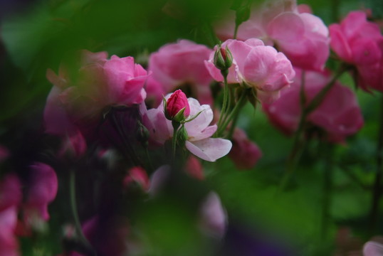 玫瑰花瓣