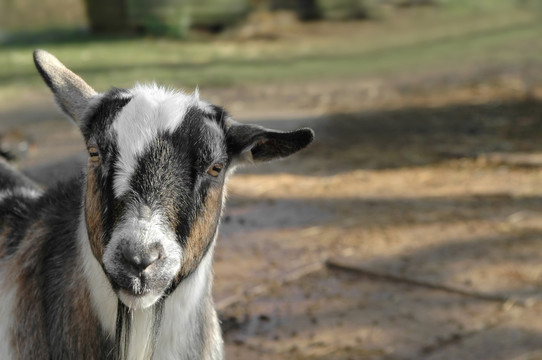動物