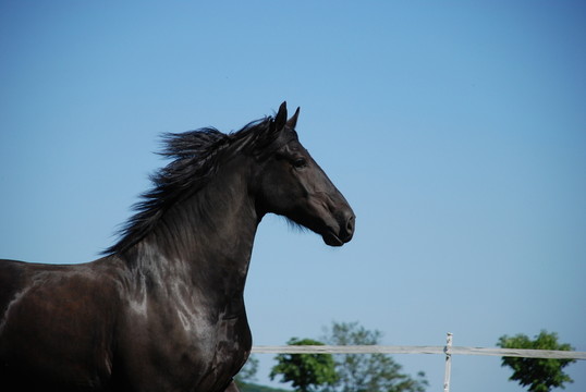 馬