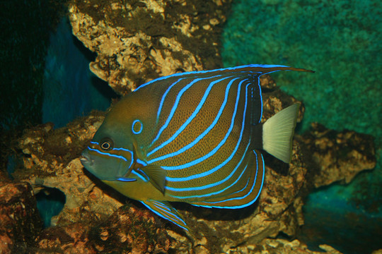 魚