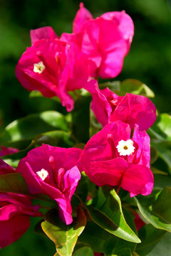 花園
