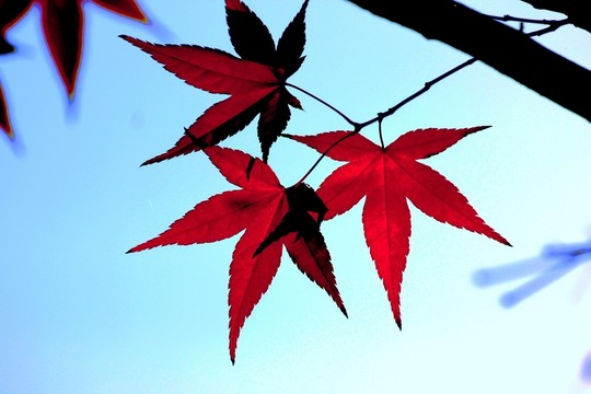 雞爪槭