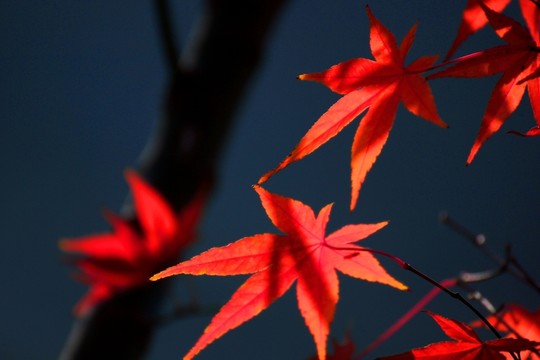 雞爪槭