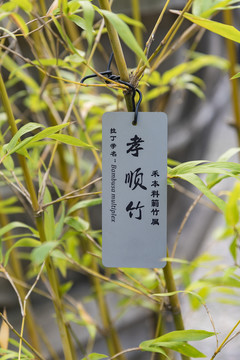 孝順竹