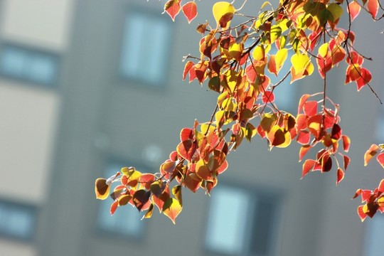 烏桕
