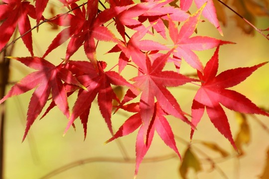 雞爪槭