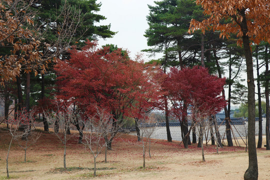 紅葉