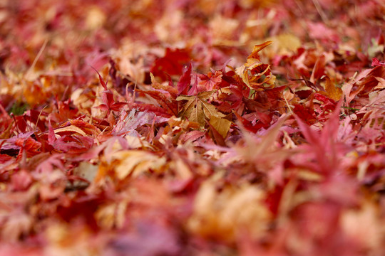 紅葉