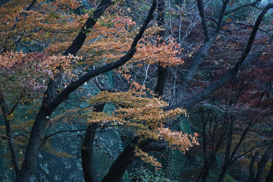 紅葉
