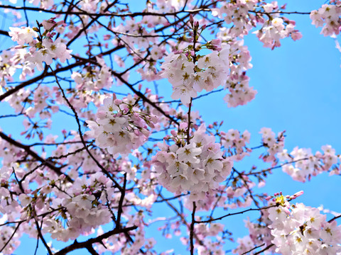 高清櫻花素材