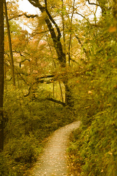 紅楓古道 （3）