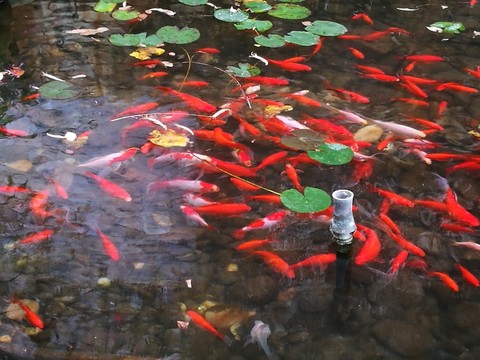 好多魚