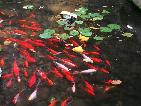 許多魚(yú)