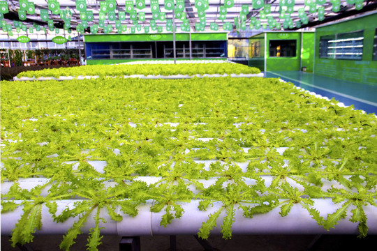 植物工廠