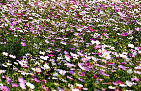 波斯菊 菊花花海