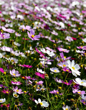 波斯菊 菊花花海