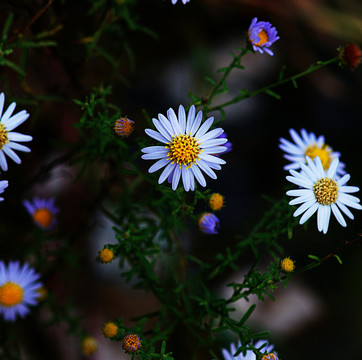 狗娃花