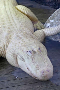 短吻鱷
