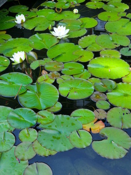 花園