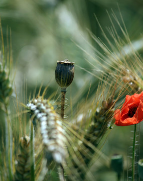 花