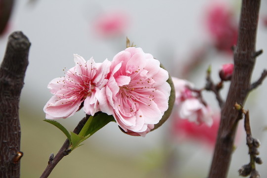 梅花