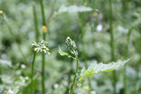 小花