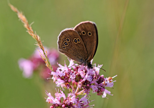 aphantopus hyperantus [小環(huán)]