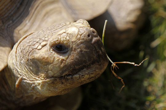 spornschildkr科特