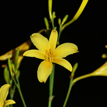 黃花菜