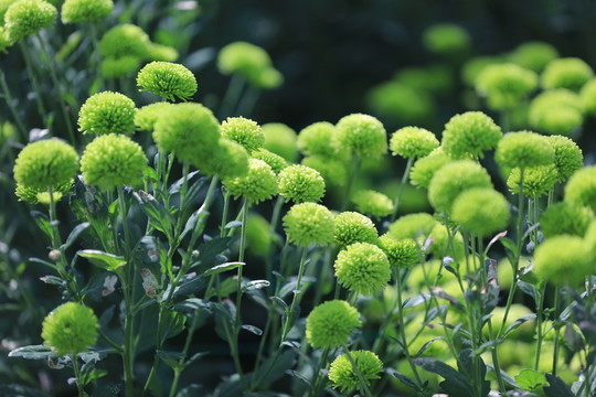 綠色雛菊