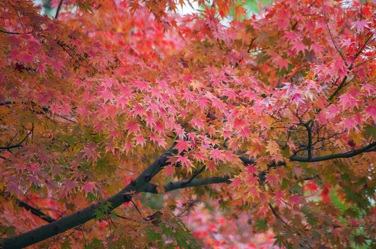 紅楓葉