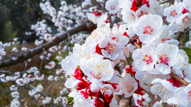 杏樹花  花團錦簇