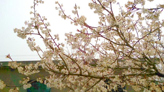 櫻桃樹 櫻桃花