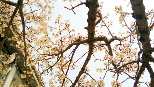 櫻桃樹(shù)花