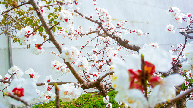 白色杏花 果樹花