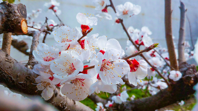 杏花 白色花