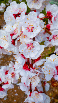 杏樹(shù)開(kāi)花 果樹(shù)花