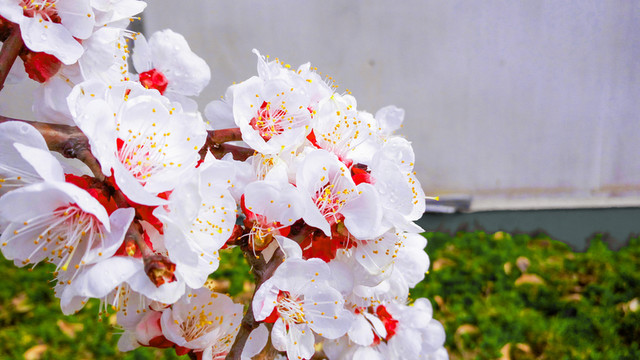 白色花  果樹(shù)花