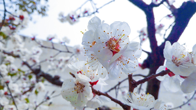 杏花 白色花