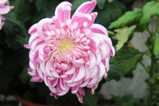 紫色菊花