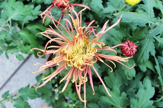 菊