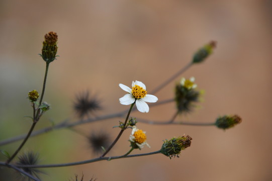 野花
